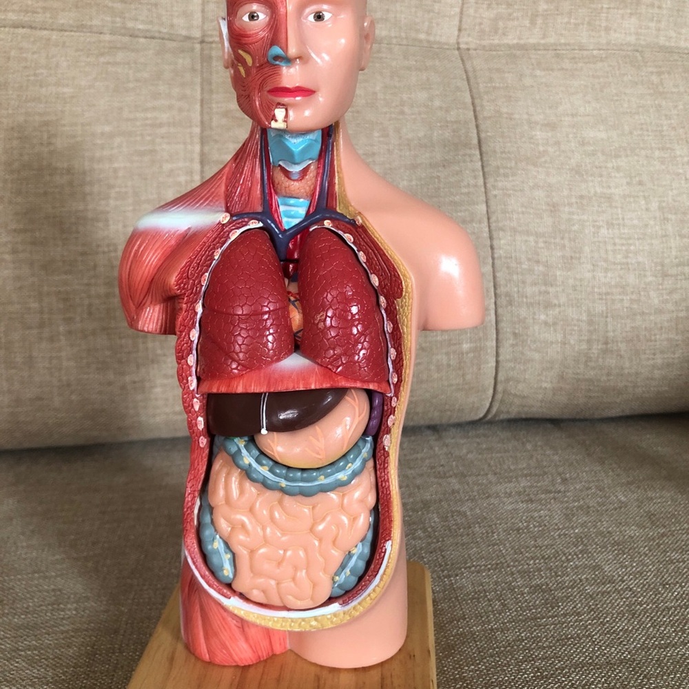 Evotech Scientific Mini Human Torso